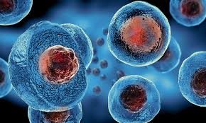 Stem cell